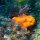 Gelber-Anglerfisch ('Frogfish')